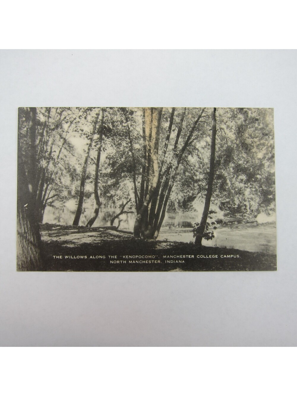 Postcard Manchester College Willows Photo North Manchester Indiana Vintage Litho